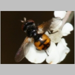 Gymnosoma sp - Raupenfliege 24b 4mm Sandgrube Niedringhaussee.jpg